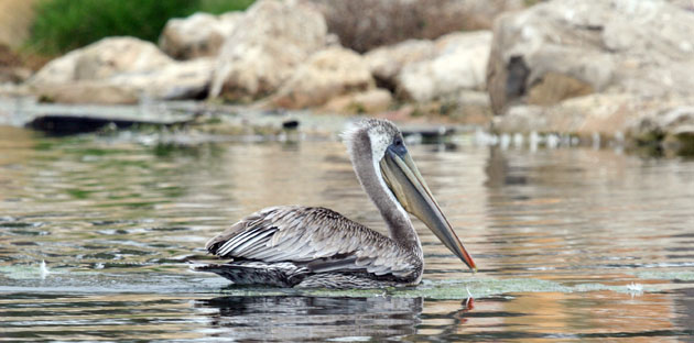 Brown Pelican